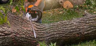  Pleasant Hills, PA Tree Care Pros