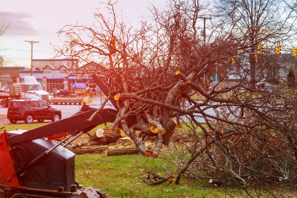 Best Tree Risk Assessment  in Pleasant Hills, PA
