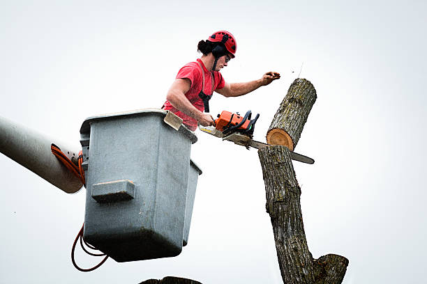 Professional Tree Care in Pleasant Hills, PA