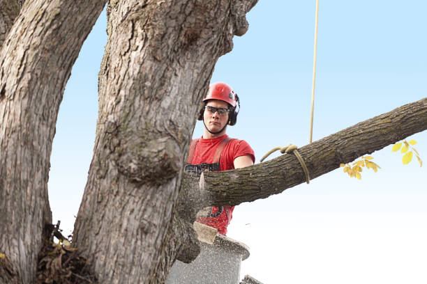 How Our Tree Care Process Works  in  Pleasant Hills, PA